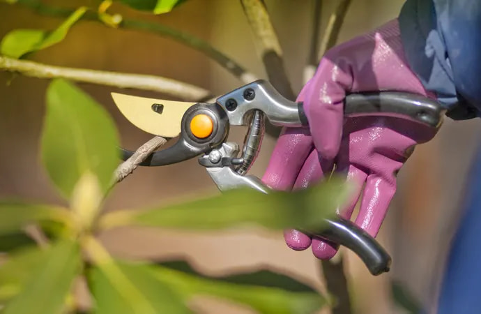 Garden pruners perform two important functions: cutting and trimming.