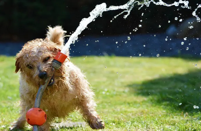 The type of garden waterer you use will depend largely on the type and size of your garden, as well as the kind of plants you decide to grow.
