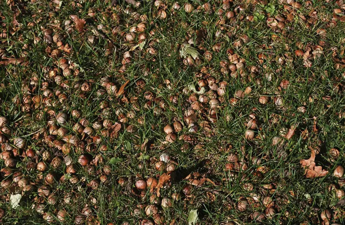 To avoid these undesired problems in your garden and keep it looking nice and clean, you must regularly remove acorns from your lawn.