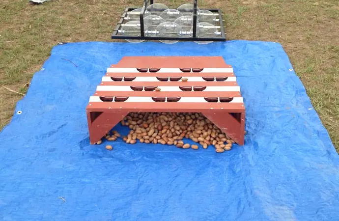 What happens if you don't rake acorns?